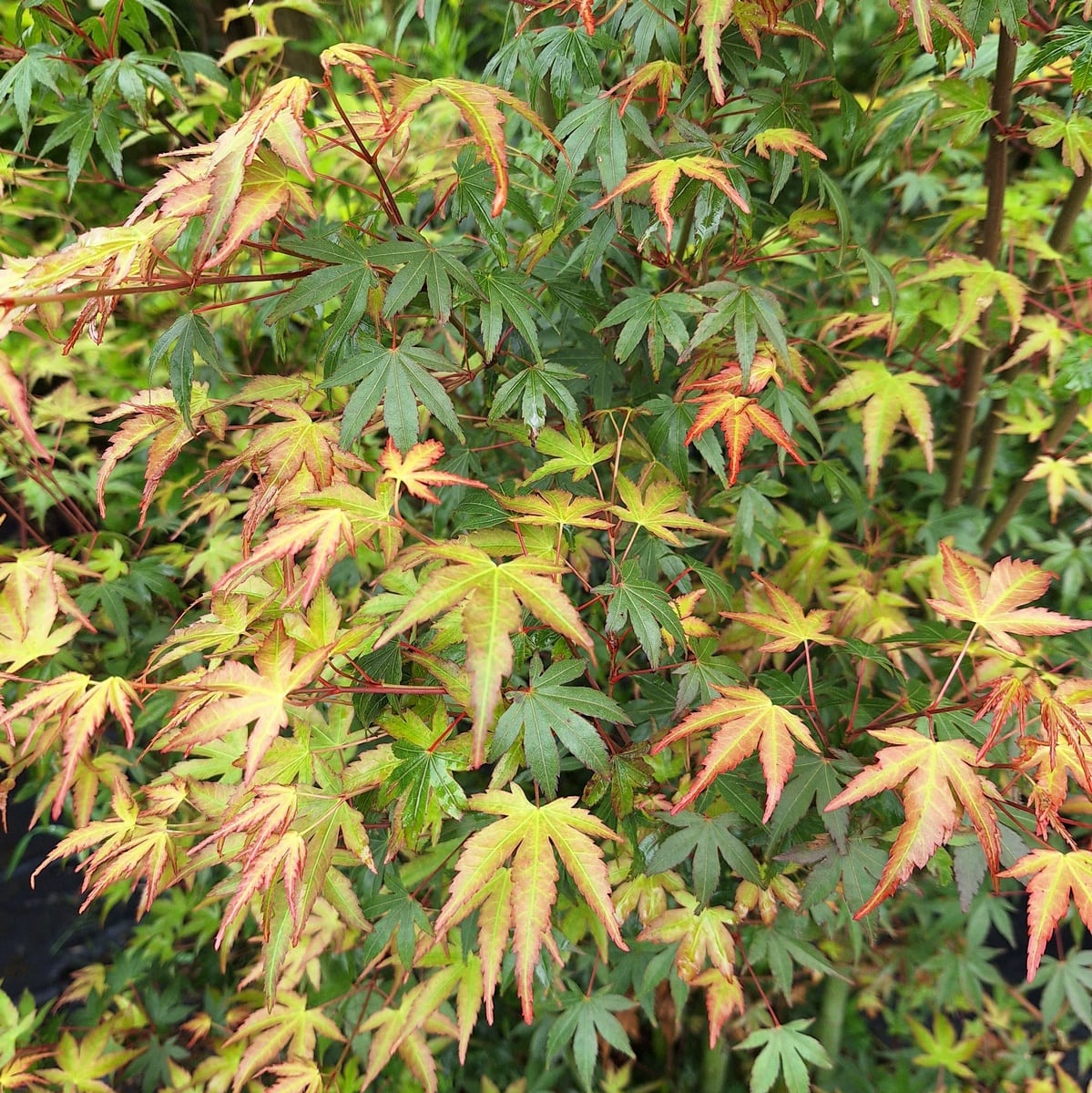 ACER PALMATUM-min