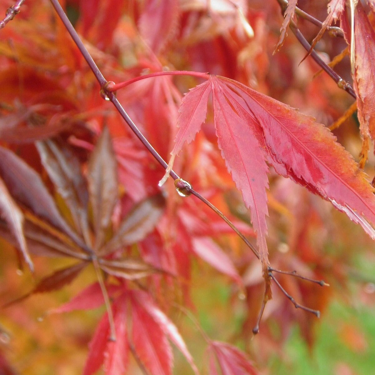 ACER PALMATUM 2 WF-min