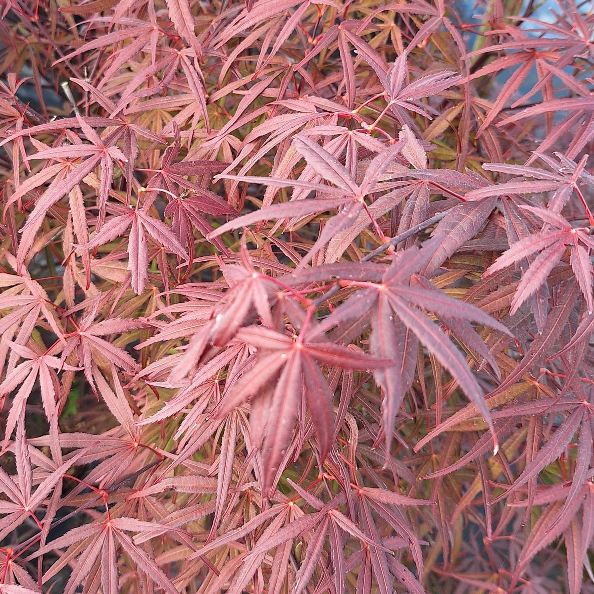 ACER ATROLINEARE-min