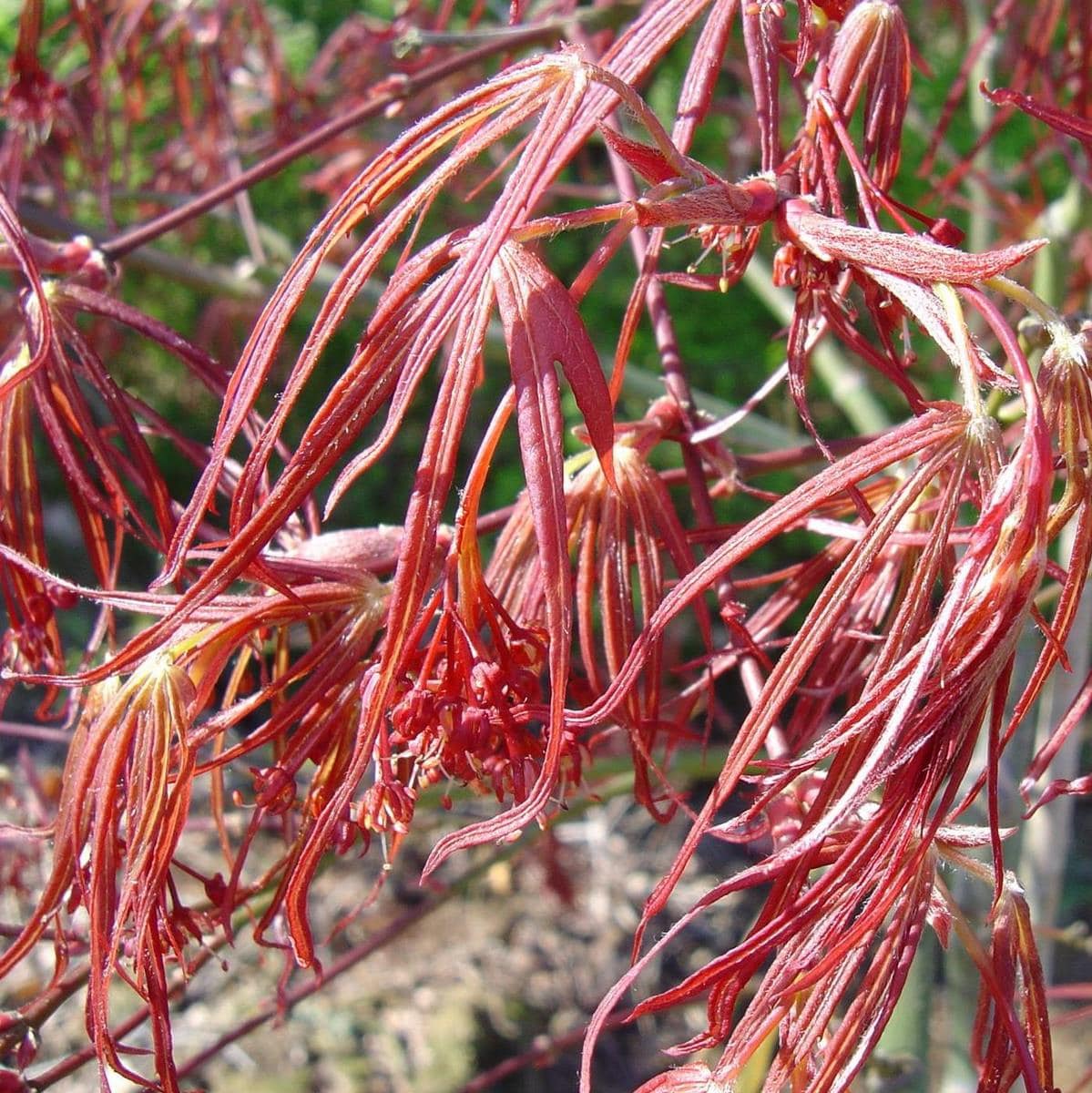 ACER ATROLINEARE W 2-min