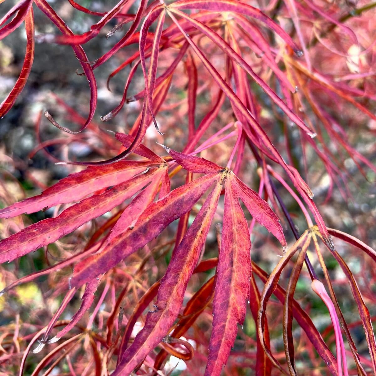 ACER ATROLINEARE W-min
