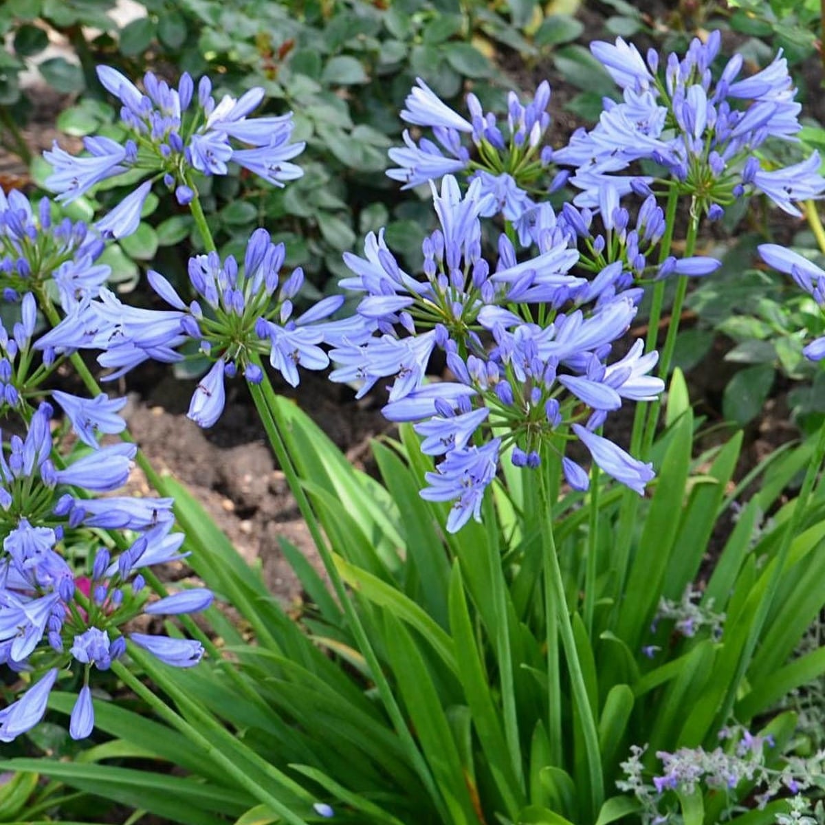 AGAP PITCHOUNE BLUE TEMP W-min