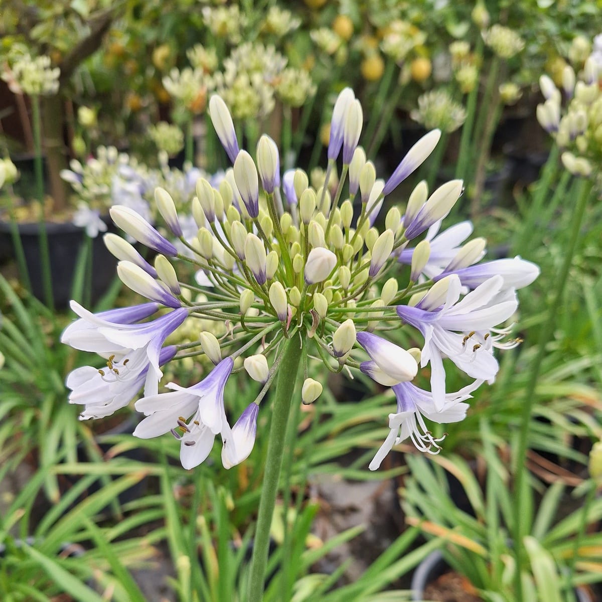 AGAPANTHUS TWISTER-min (2)