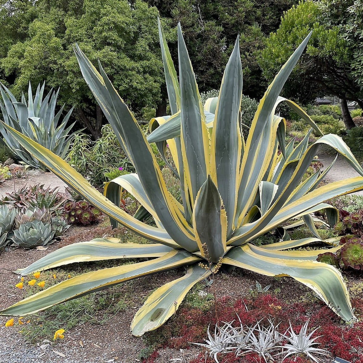 AGAVE VARIEGATA 3 WF-min