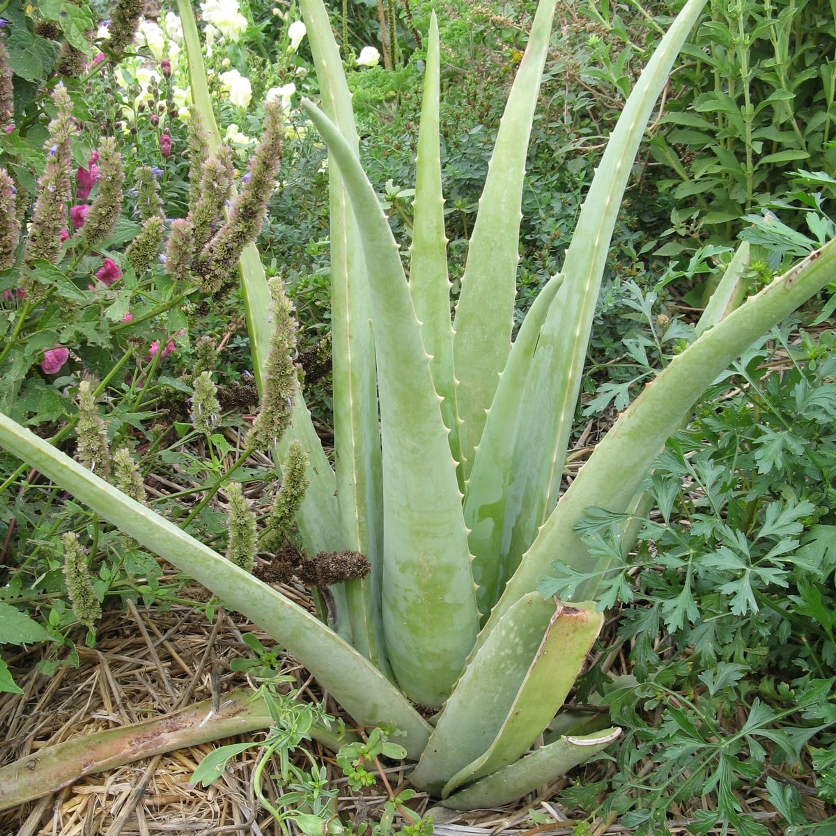ALOE VERA 2 WF-min