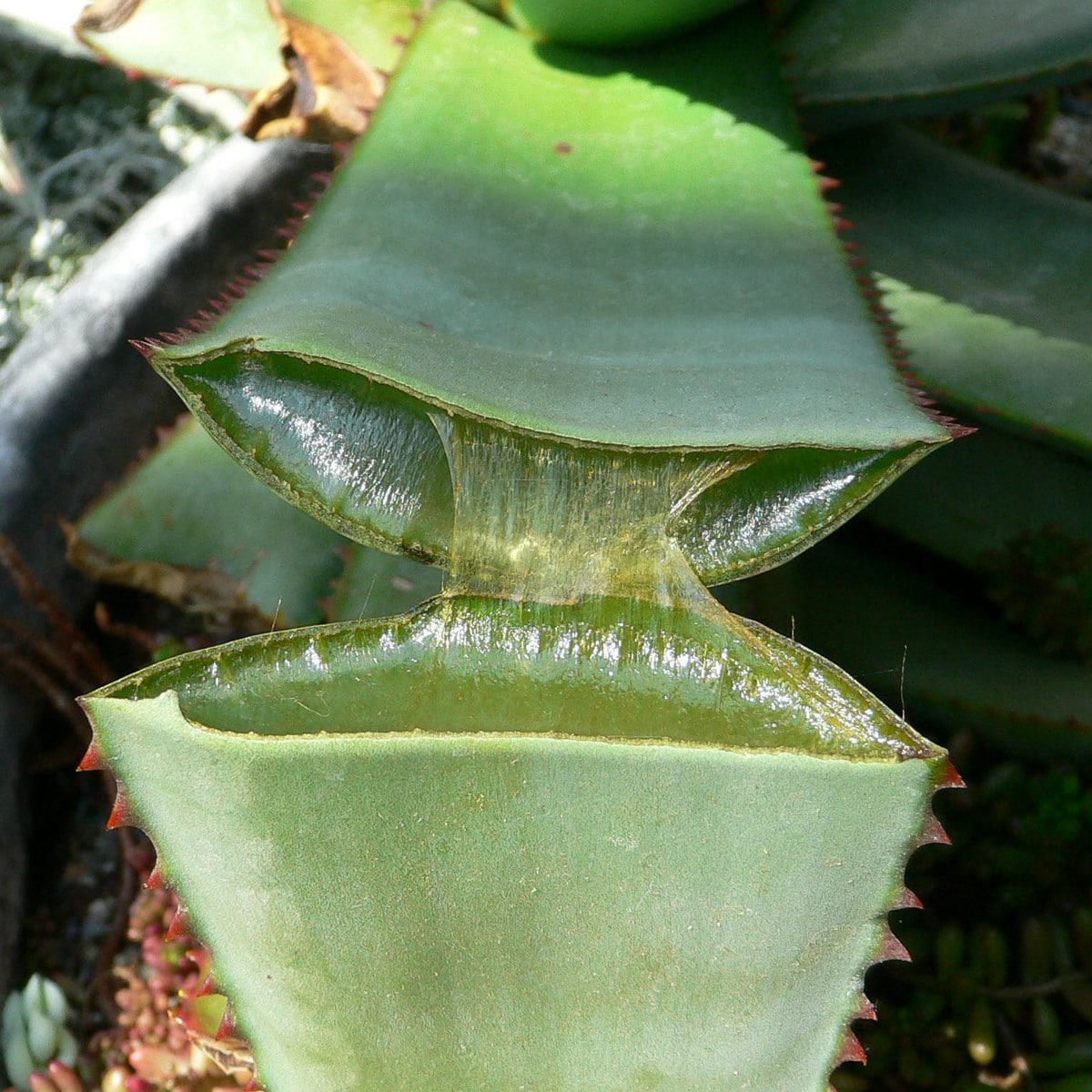 ALOE VERA 4 WF-min