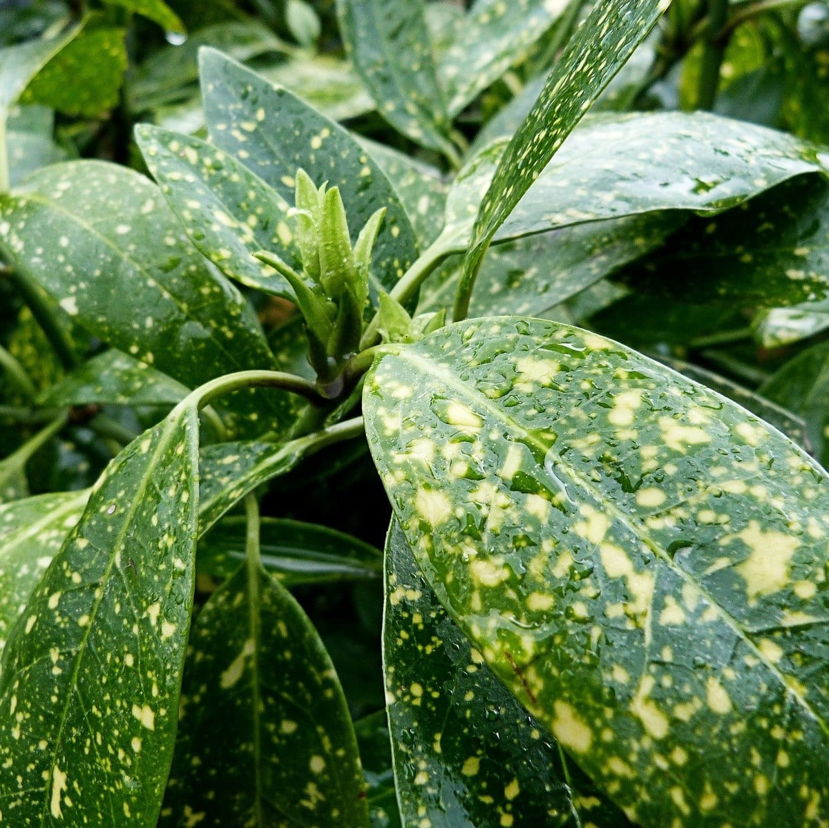 AUCUBA VARIEGATA WF-min