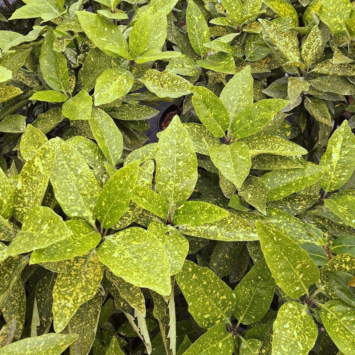 AUCUBA VARIEGATA (2)-min