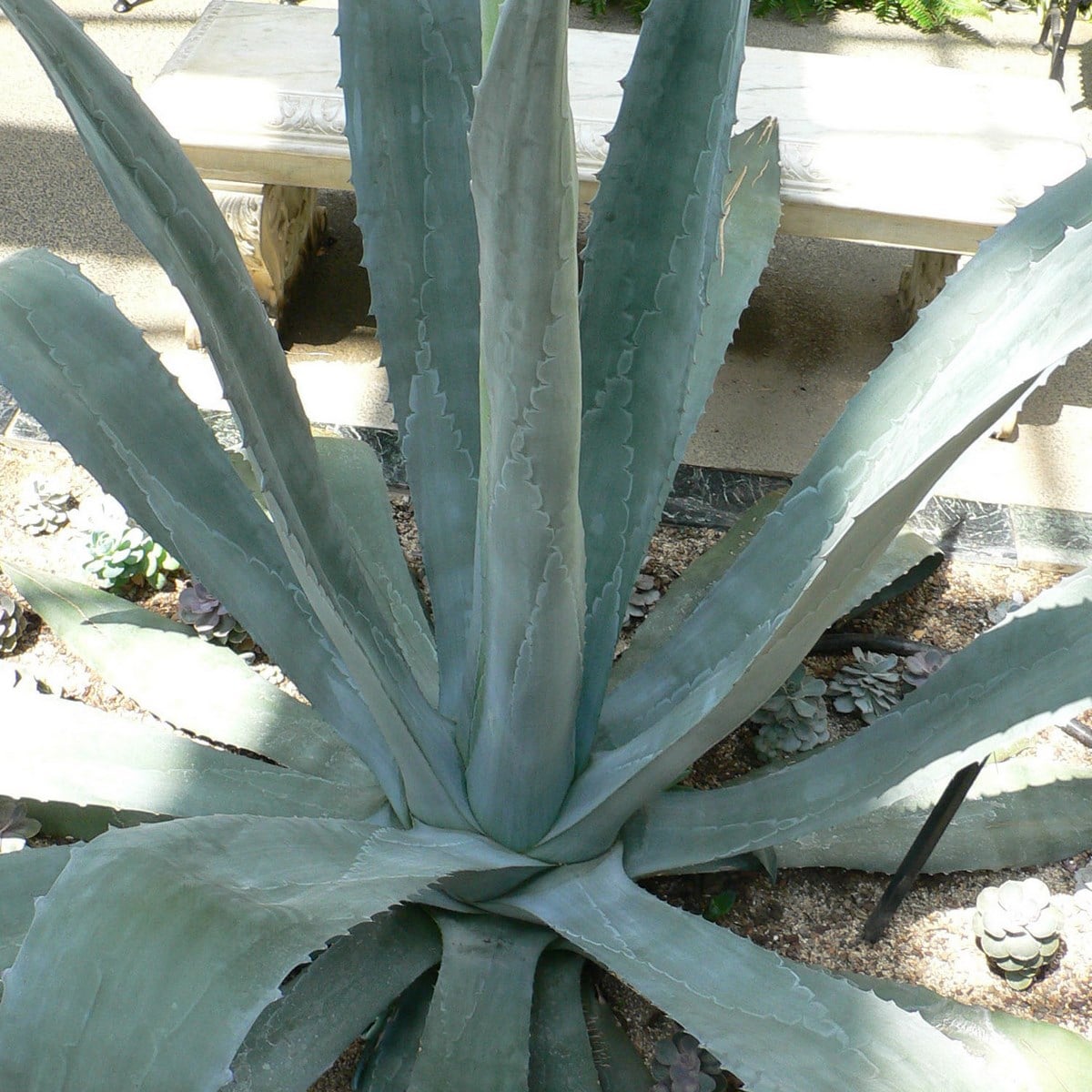 AGAVE AMERICANA 3 WF-min