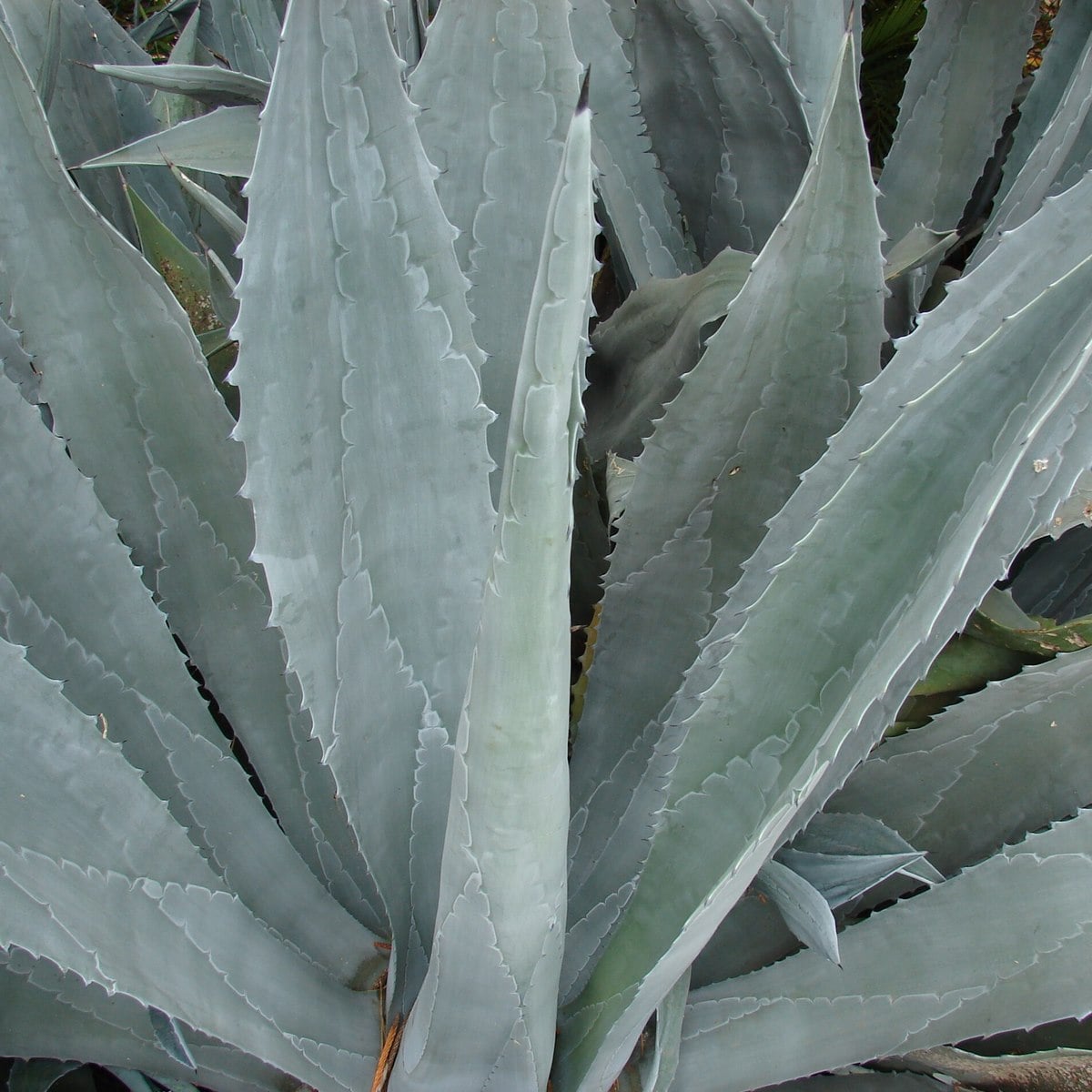 AGAVE AMERICANA 4 WF-min