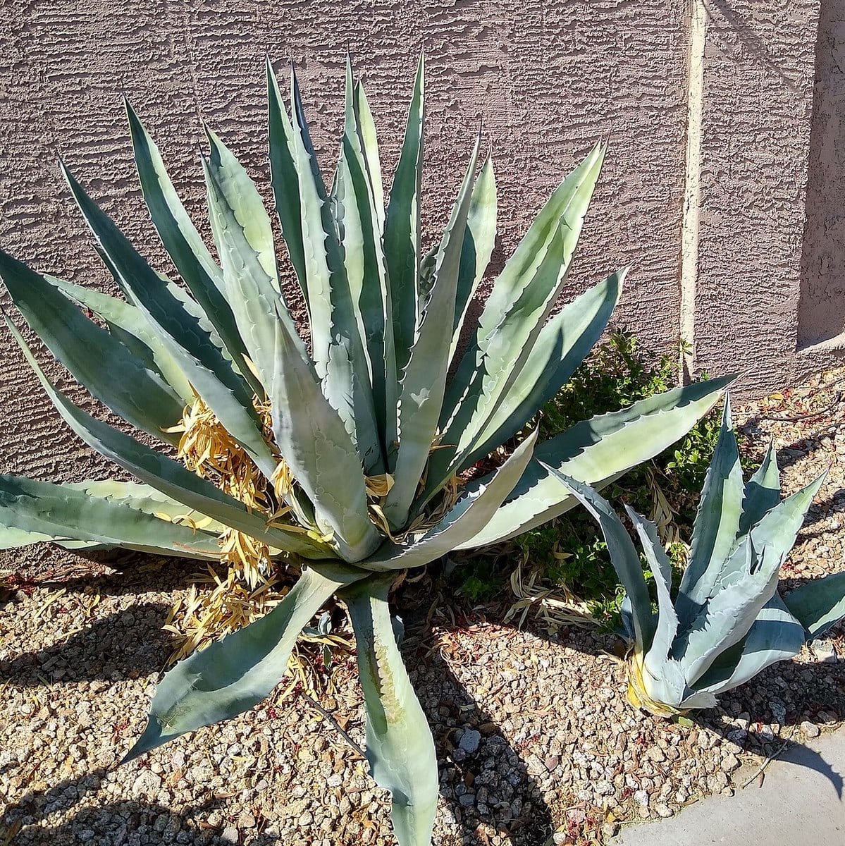 AGAVE AMERICANA 2 WF-min