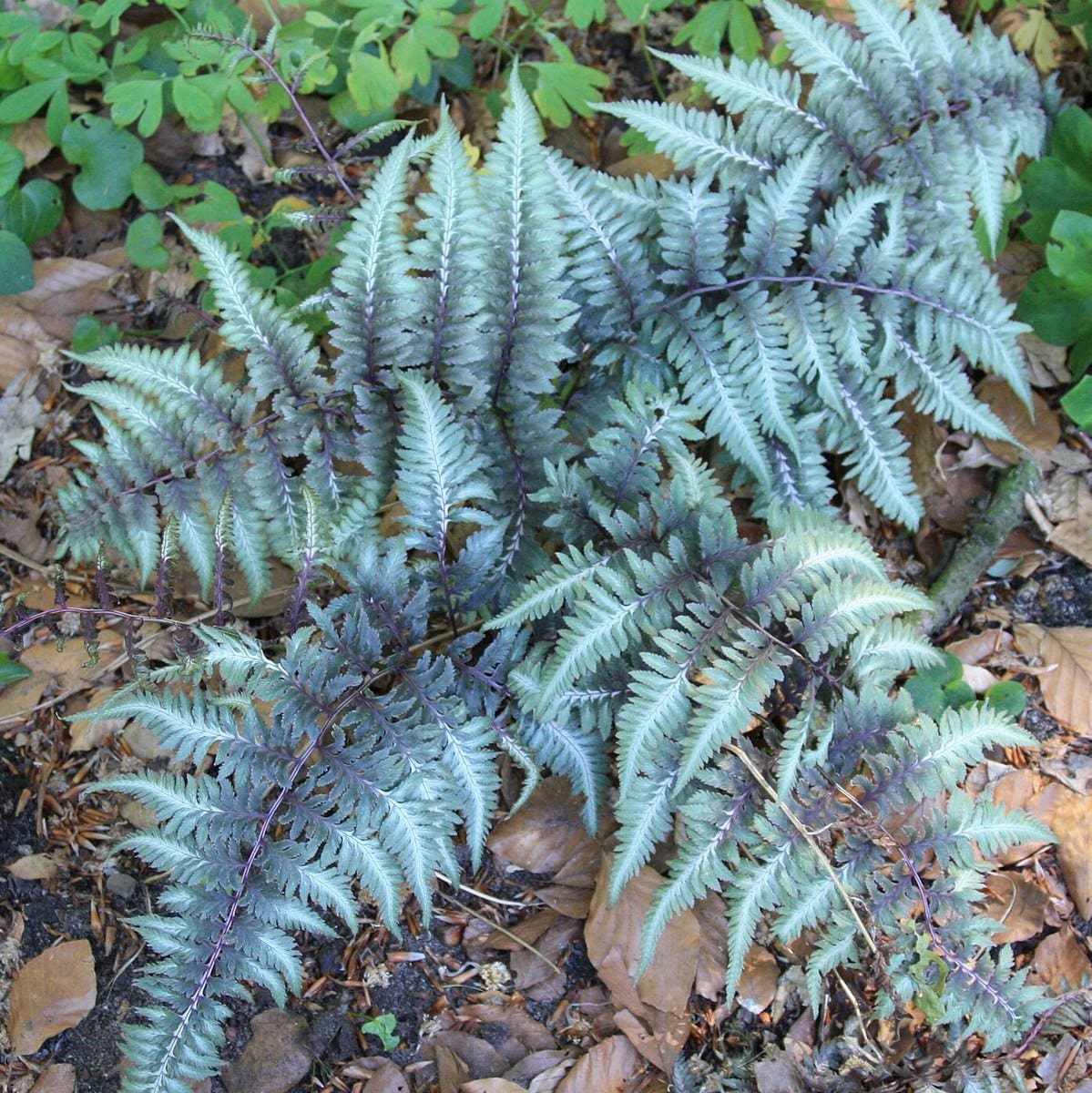ATHYRIUM METALLICUM 2 WF-min