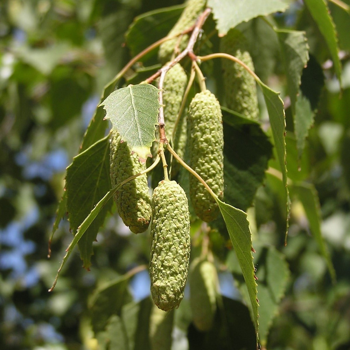 BETULA PENDULA 4 WF-min