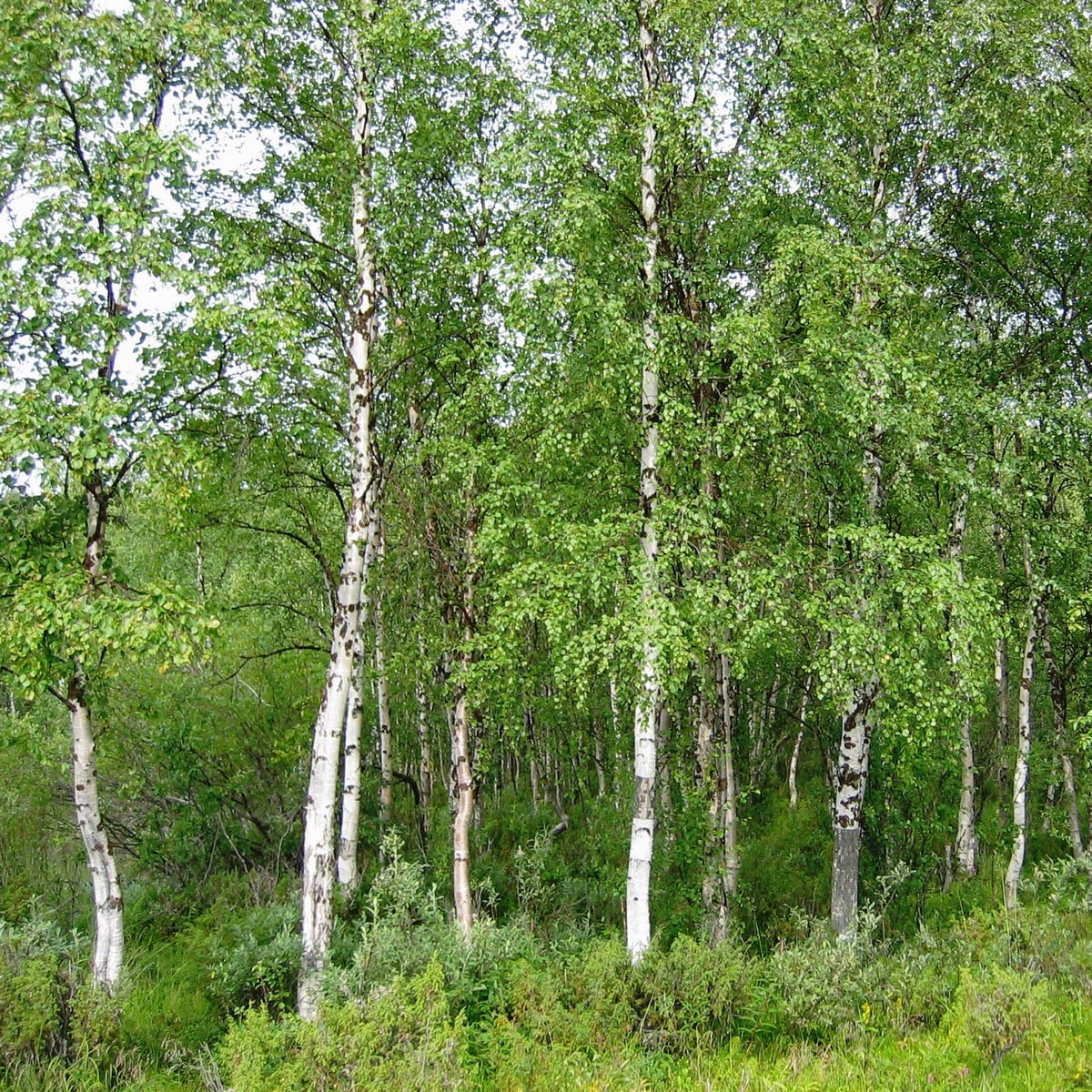 BETULA PENDULA 2 WF-min