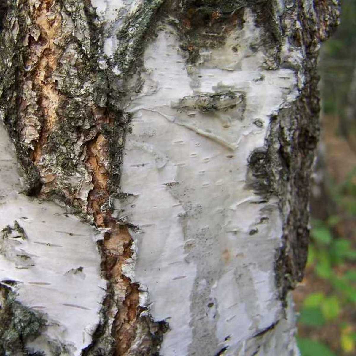 BETULA PENDULA 3 WF-min