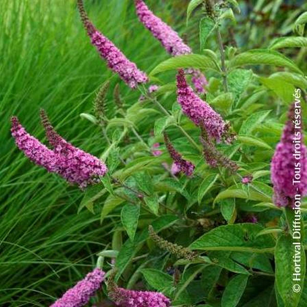 BUDDLEJA PINK MICRO CHIP TEMP W-min