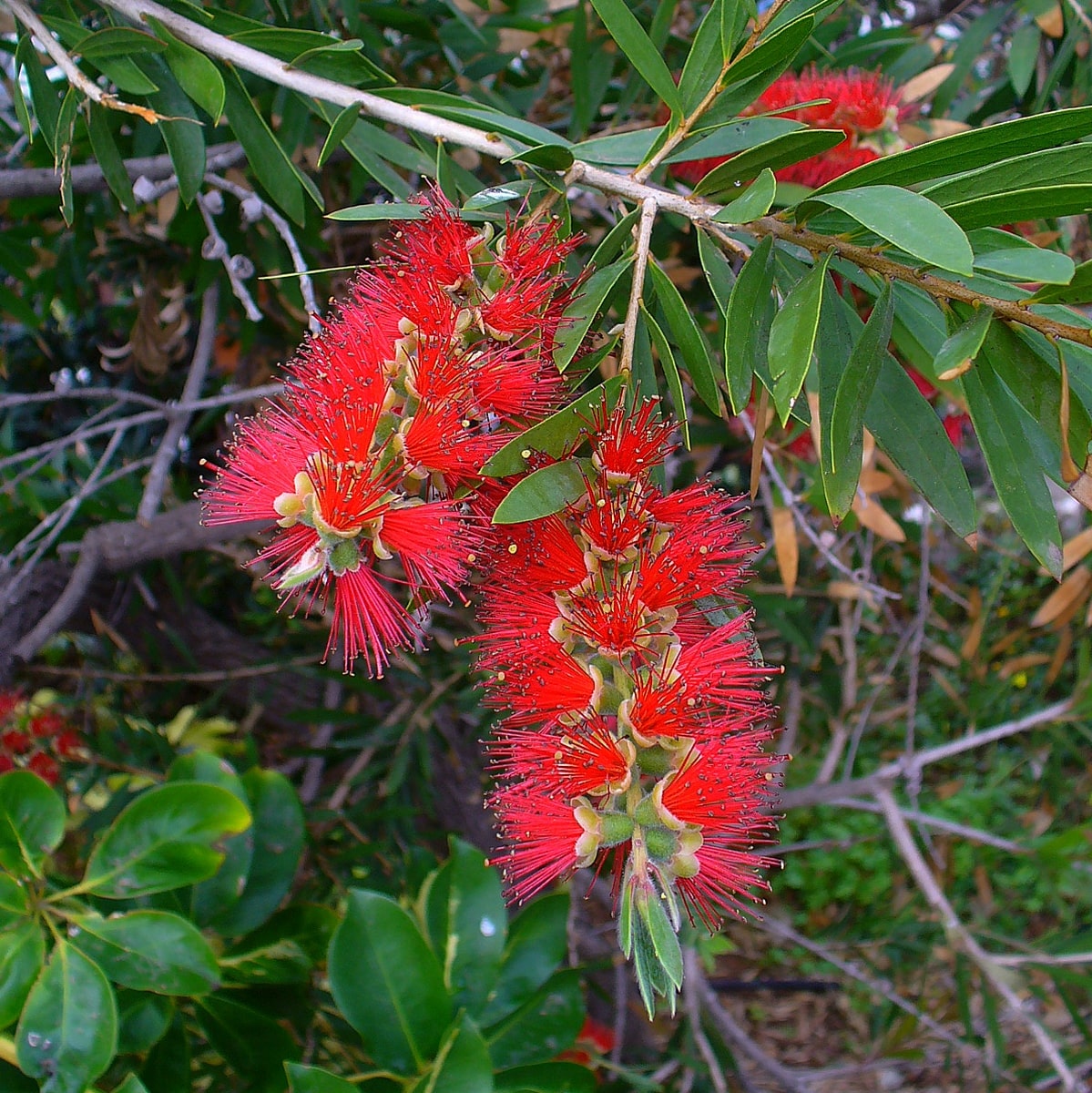 CALLISTEMON RIGIDUS 2 WF-min