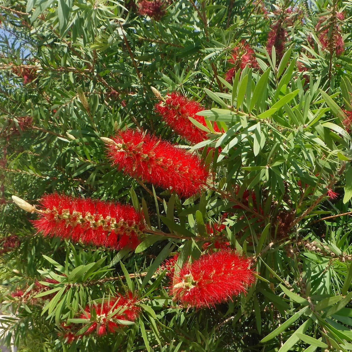 CALLISTEMON RIGIDUS 3 WF-min