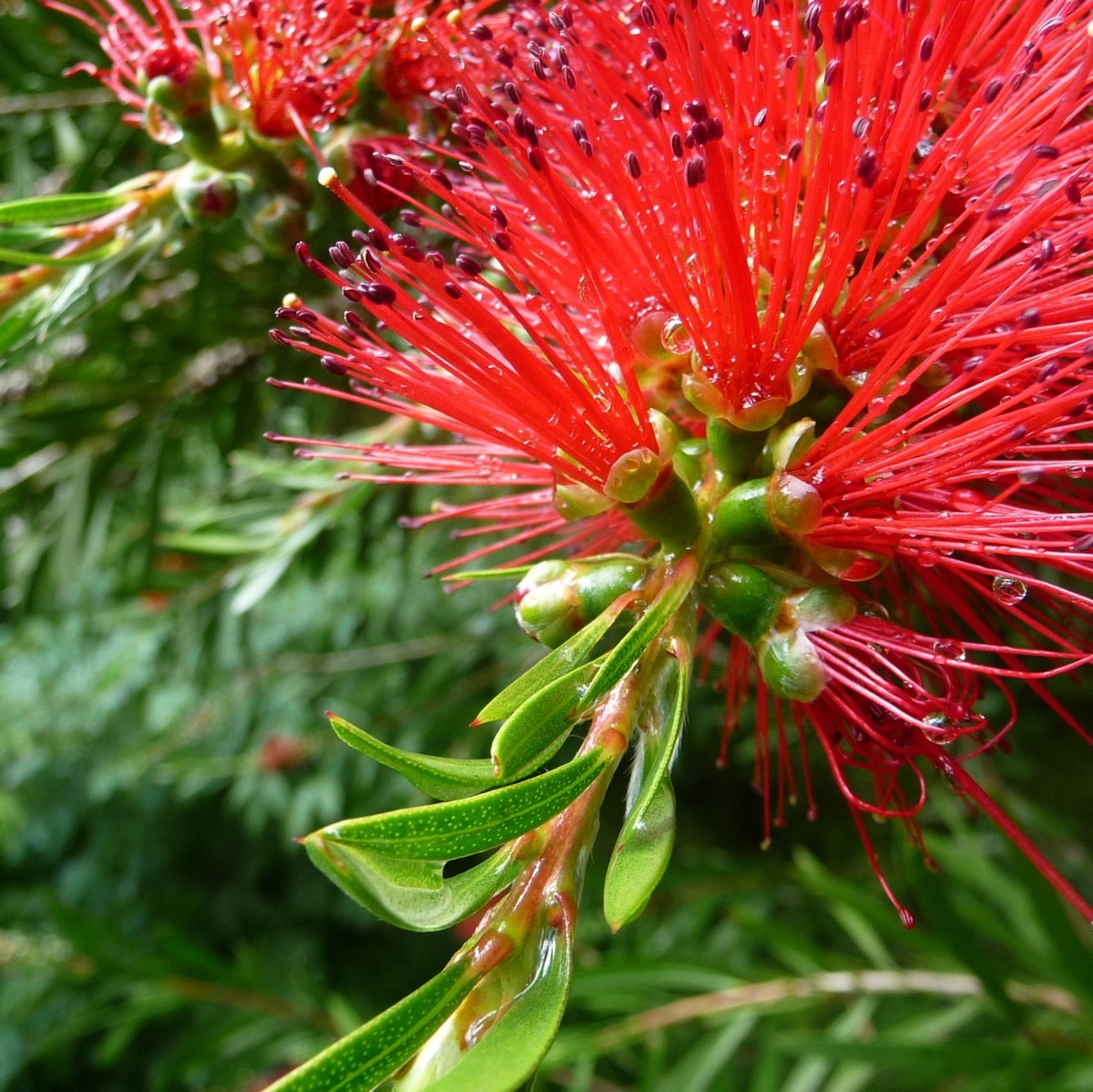 CALLISTEMON RIGIDUS WF-min