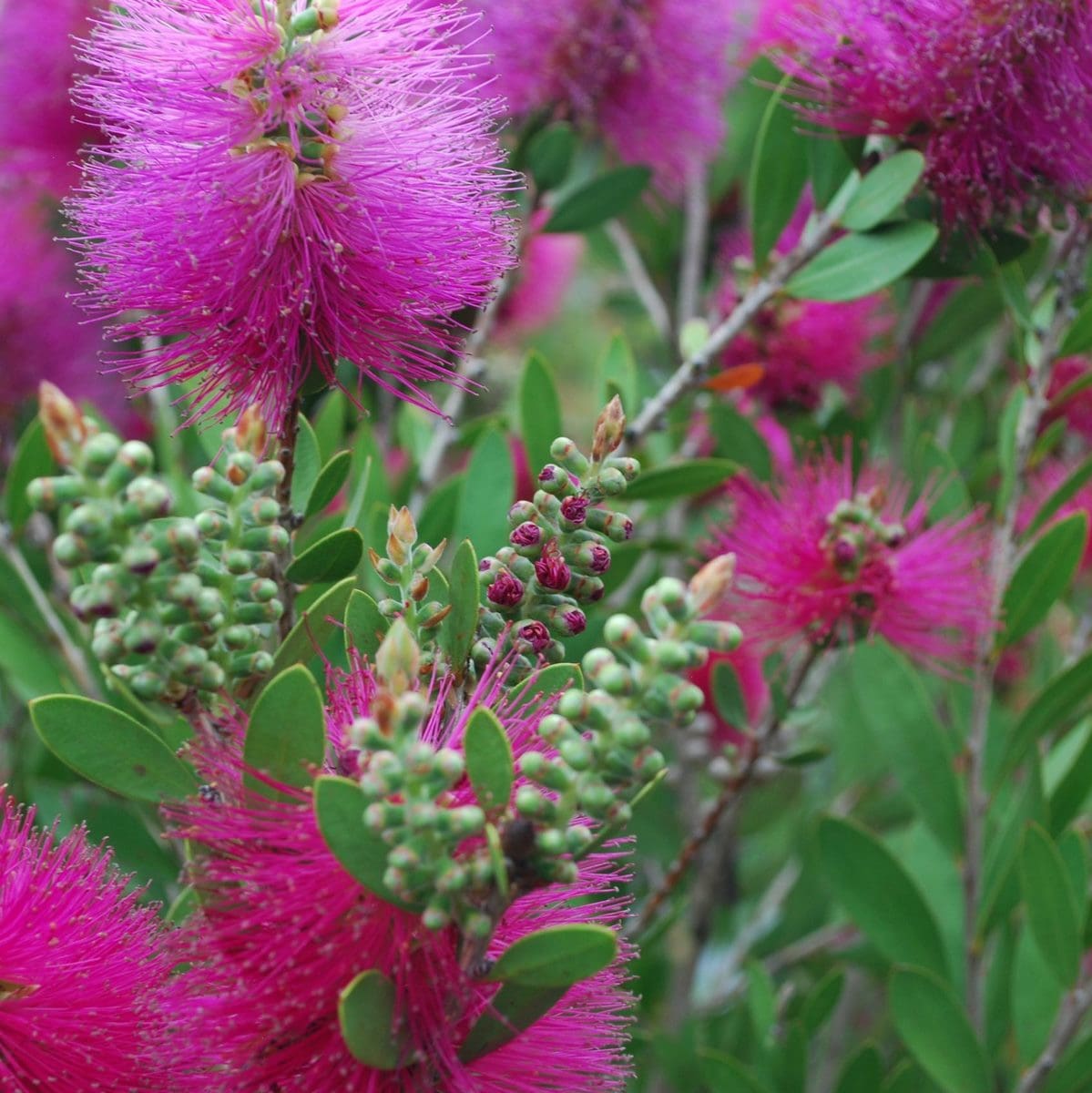 CALLISTEMON HOT PINK 2 W-min