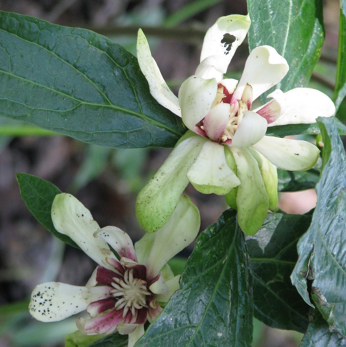 CALYCANTHUS VENUS WF-min