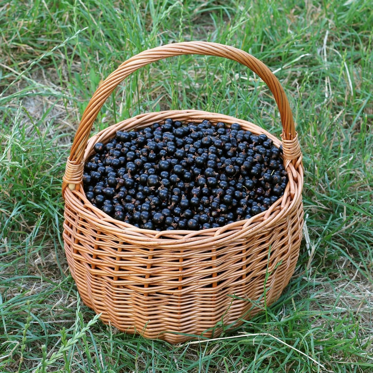 CASSISSIER NOIR DE BOURGOGNE WF-min