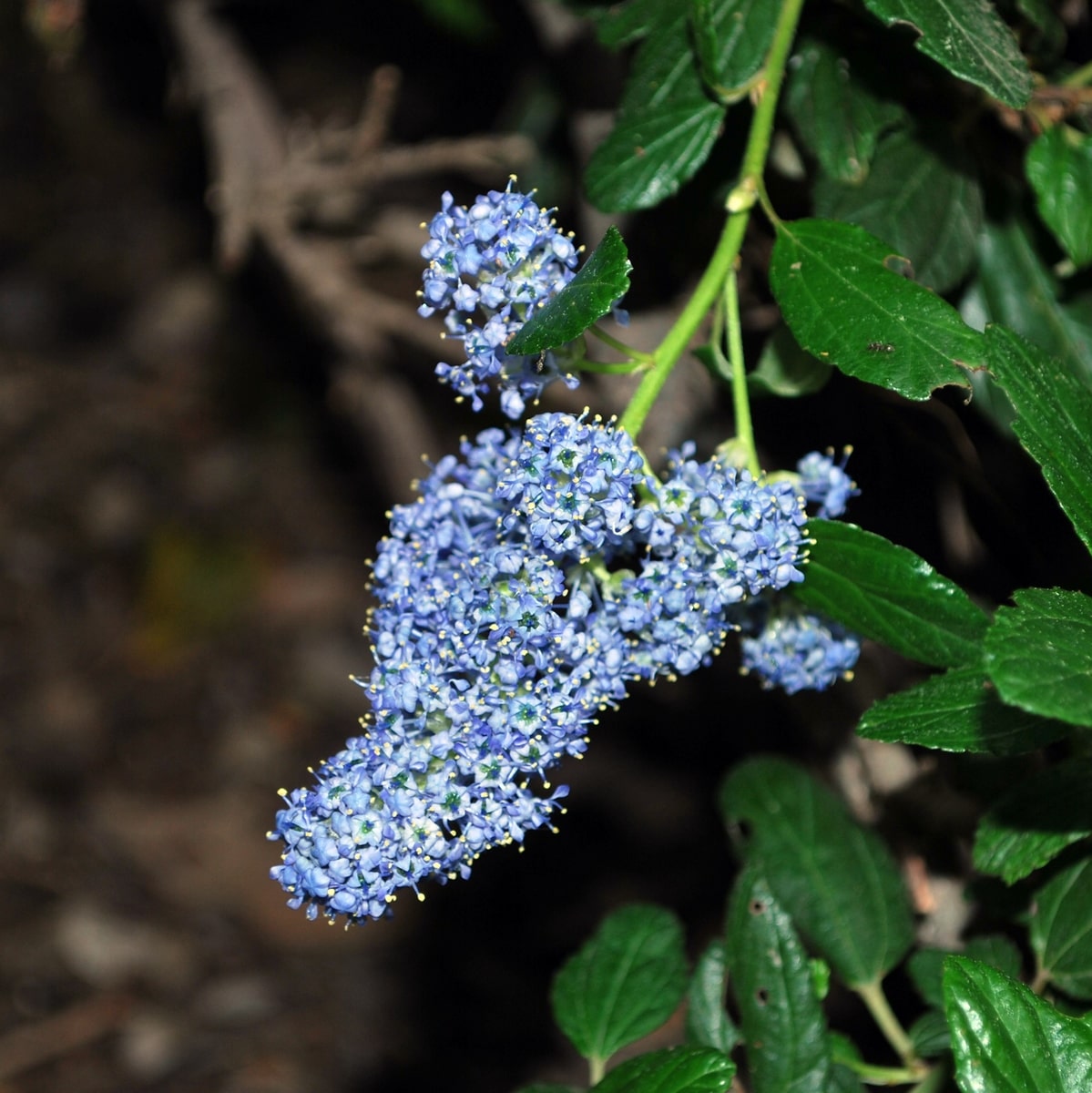 CEANOTHUS YANKEE POINT WF-min