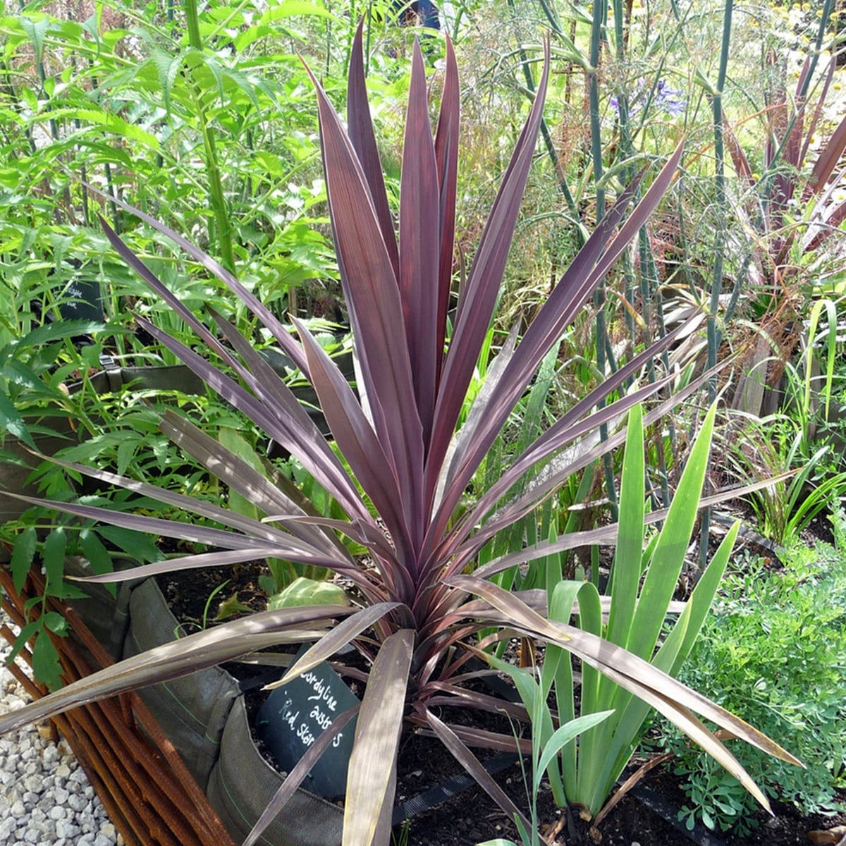CORDYLINE RED STAR 2 WF-min