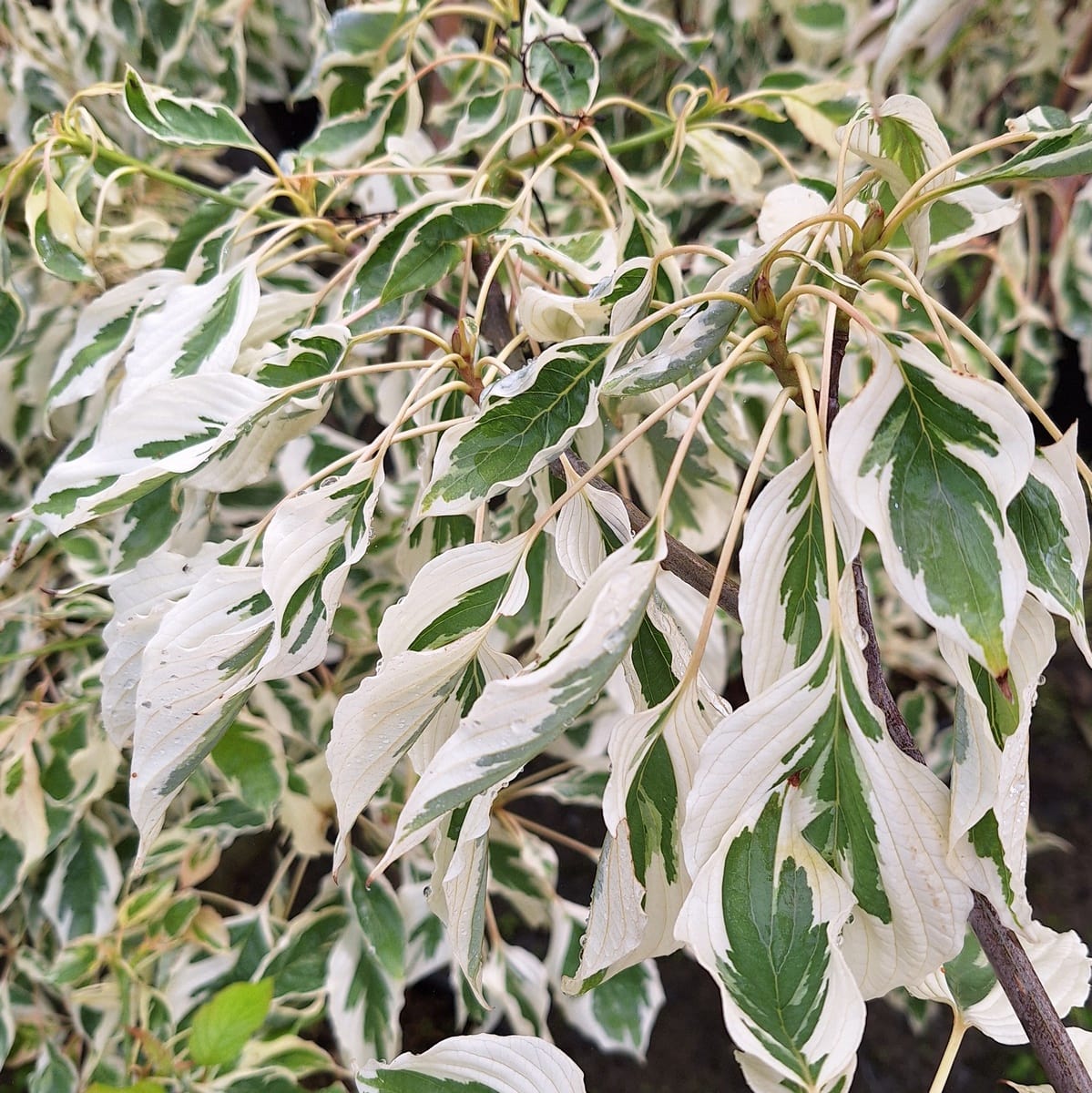 CORNUS CONTROVERSA VARIEGATA (6)-min