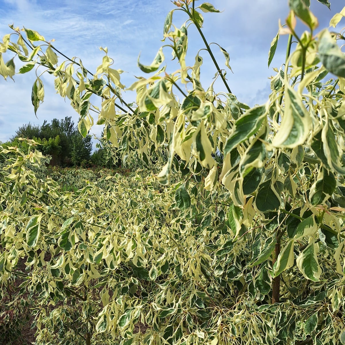 CORNUS CONTROVERSA VARIEGATA (7)-min