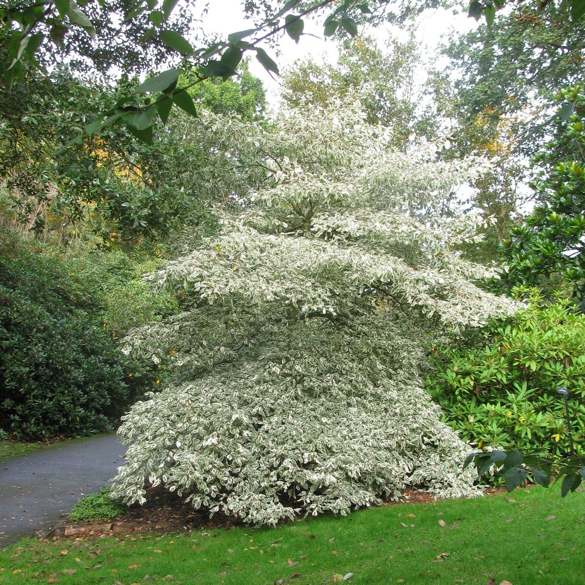 CORNUS CONTROVERSA VARIEGATA WF-min