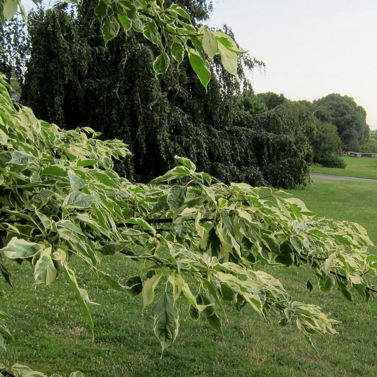 CORNUS CONTROVERSA VARIEGATA 2 WF-min