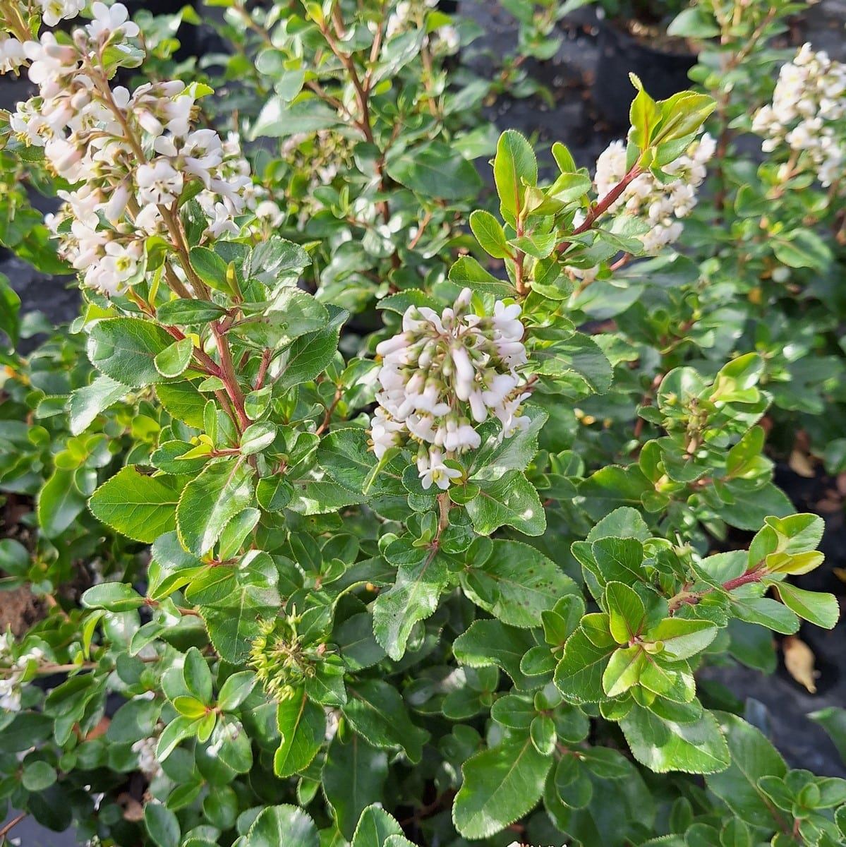 ESCALLONIA IVEYI (4)-min