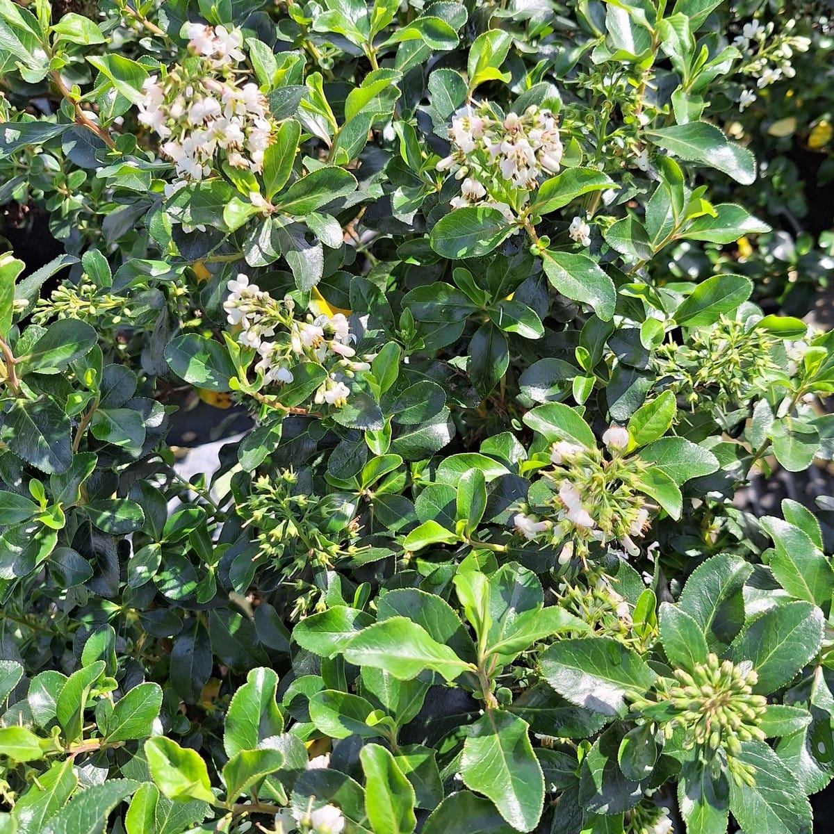 ESCALLONIA IVEYI-min