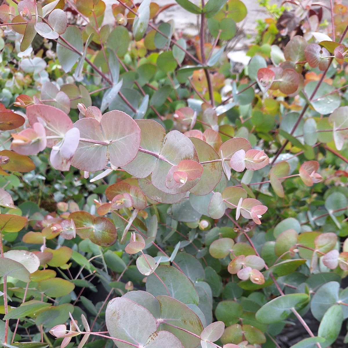 EUCALYPTUS CINEREA-min