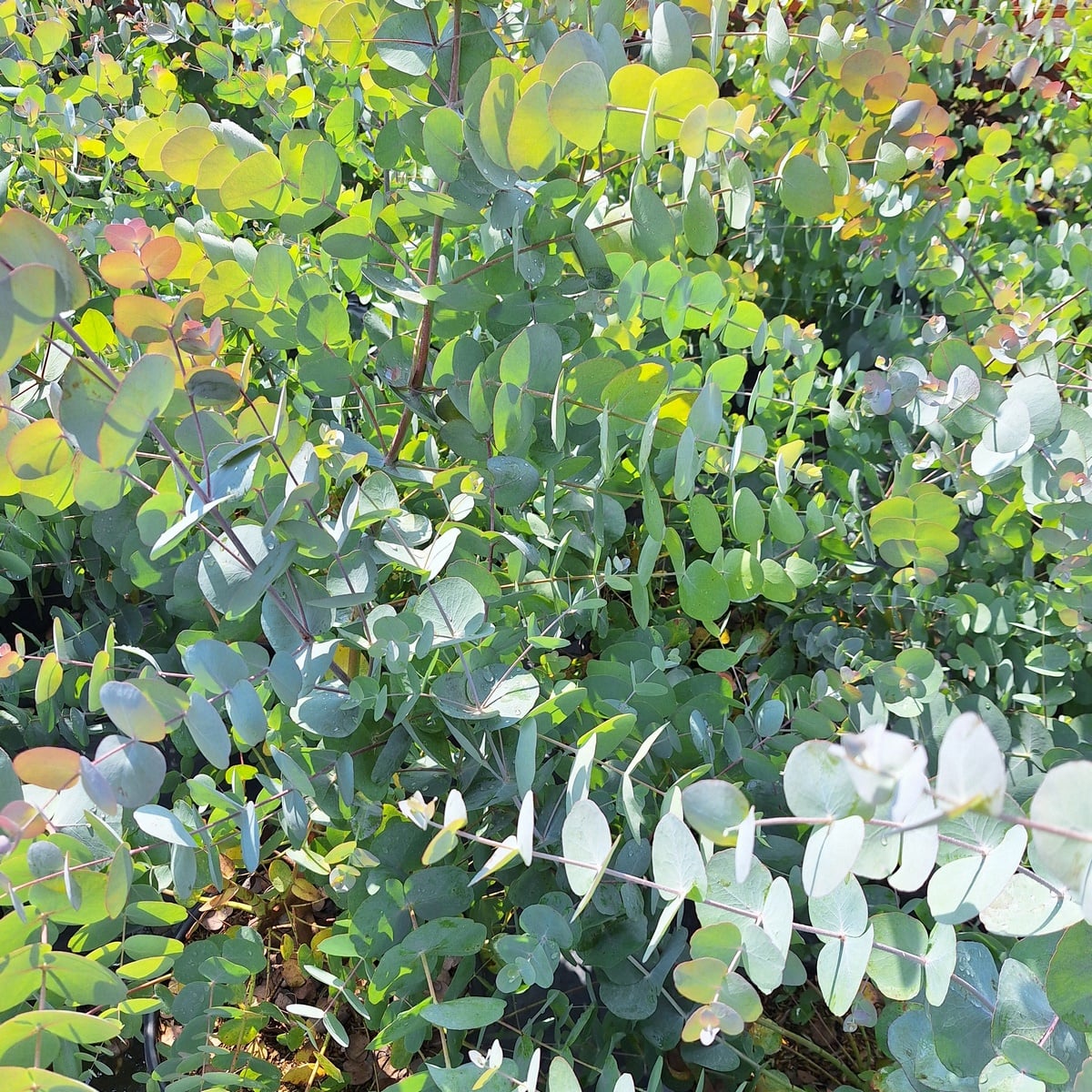 EUCALYPTUS CINEREA-min (2)