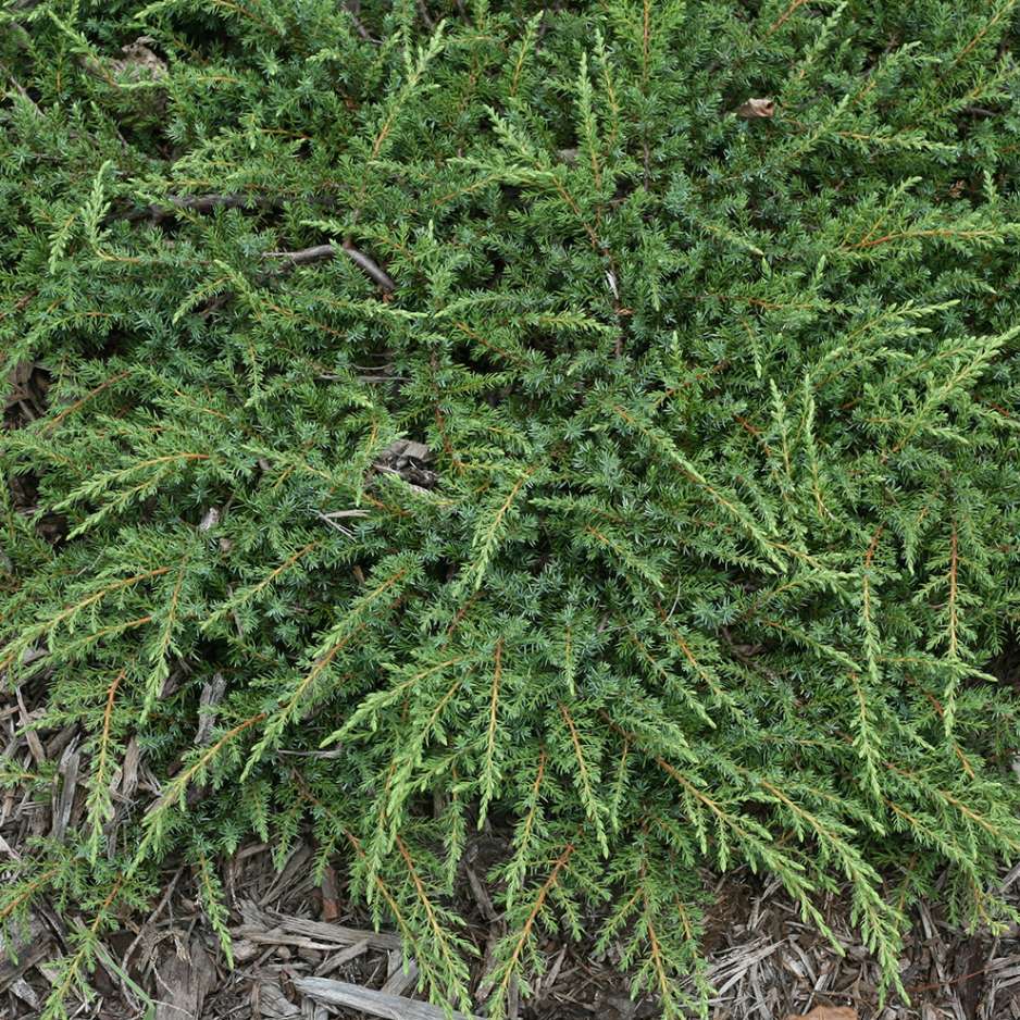 JUNIPERUS GREEN CARPET W-min