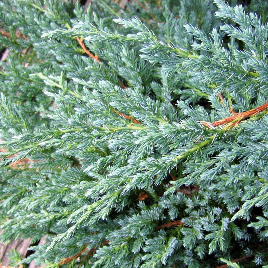 JUNIPERUS BLUE CARPET W-min