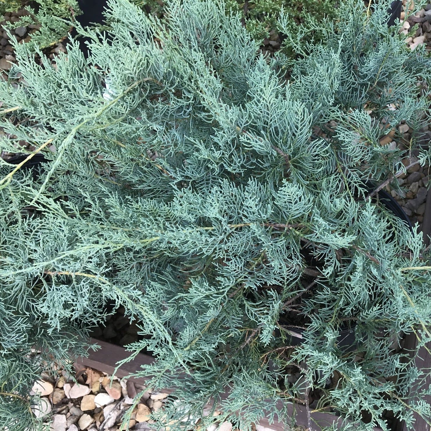 JUNIPERUS GREY OWL W-min
