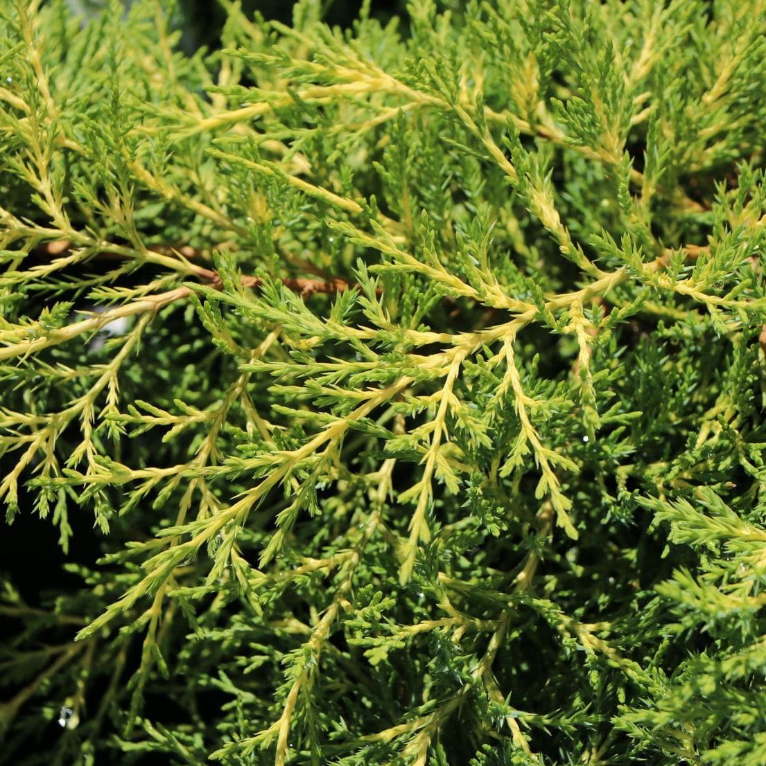 JUNIPERUS OLD GOLD W-min