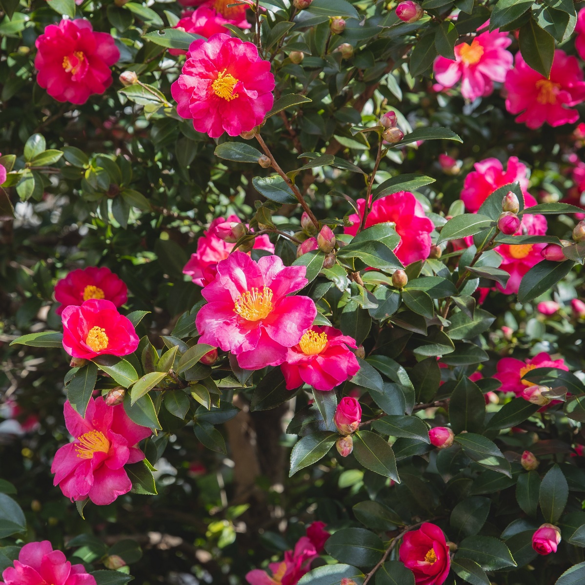 CAMELIA