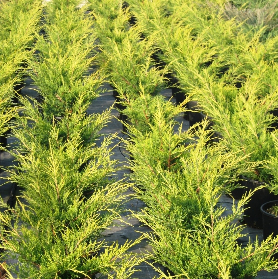 JUNIPERUS OLD GOLD W 2-min