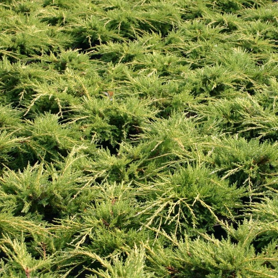 JUNIPERUS PFITZERIANA AUREA W 2-min