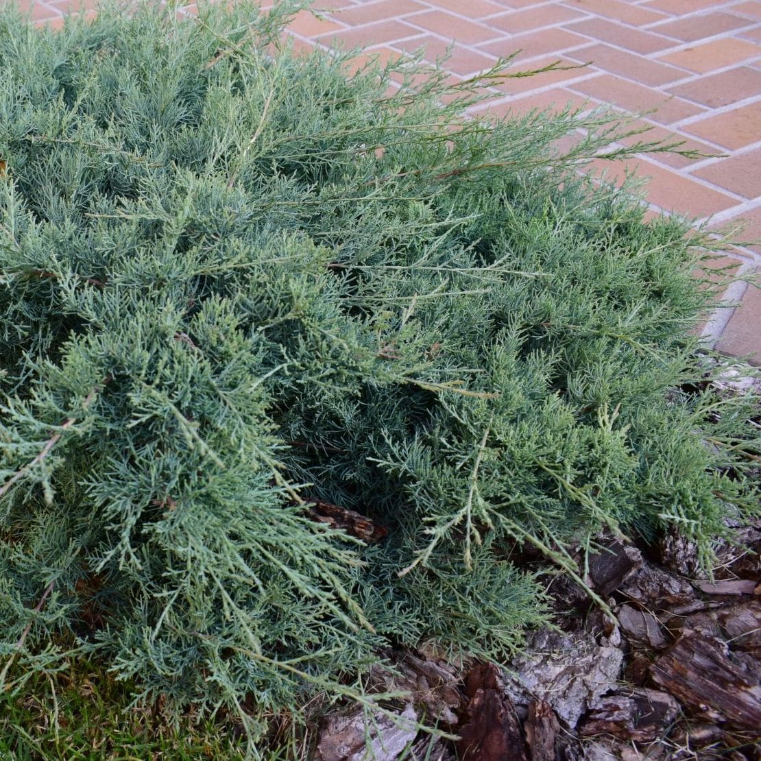 JUNIPERUS PFITZERIANA GLAUCA W-min
