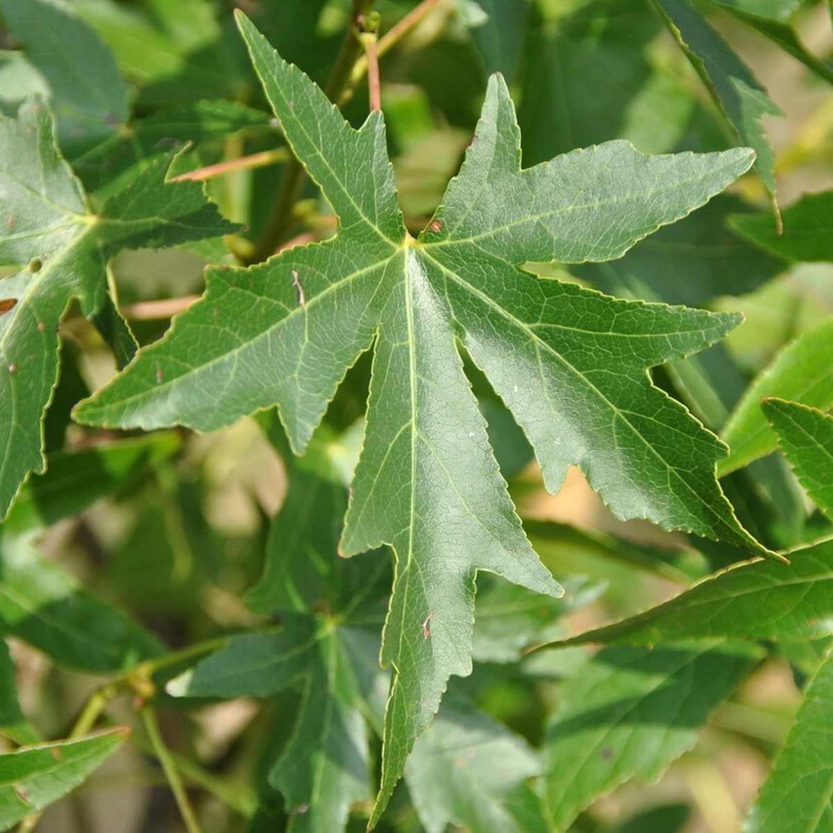 LIQUIDAMBAR WORPLESDON W-min
