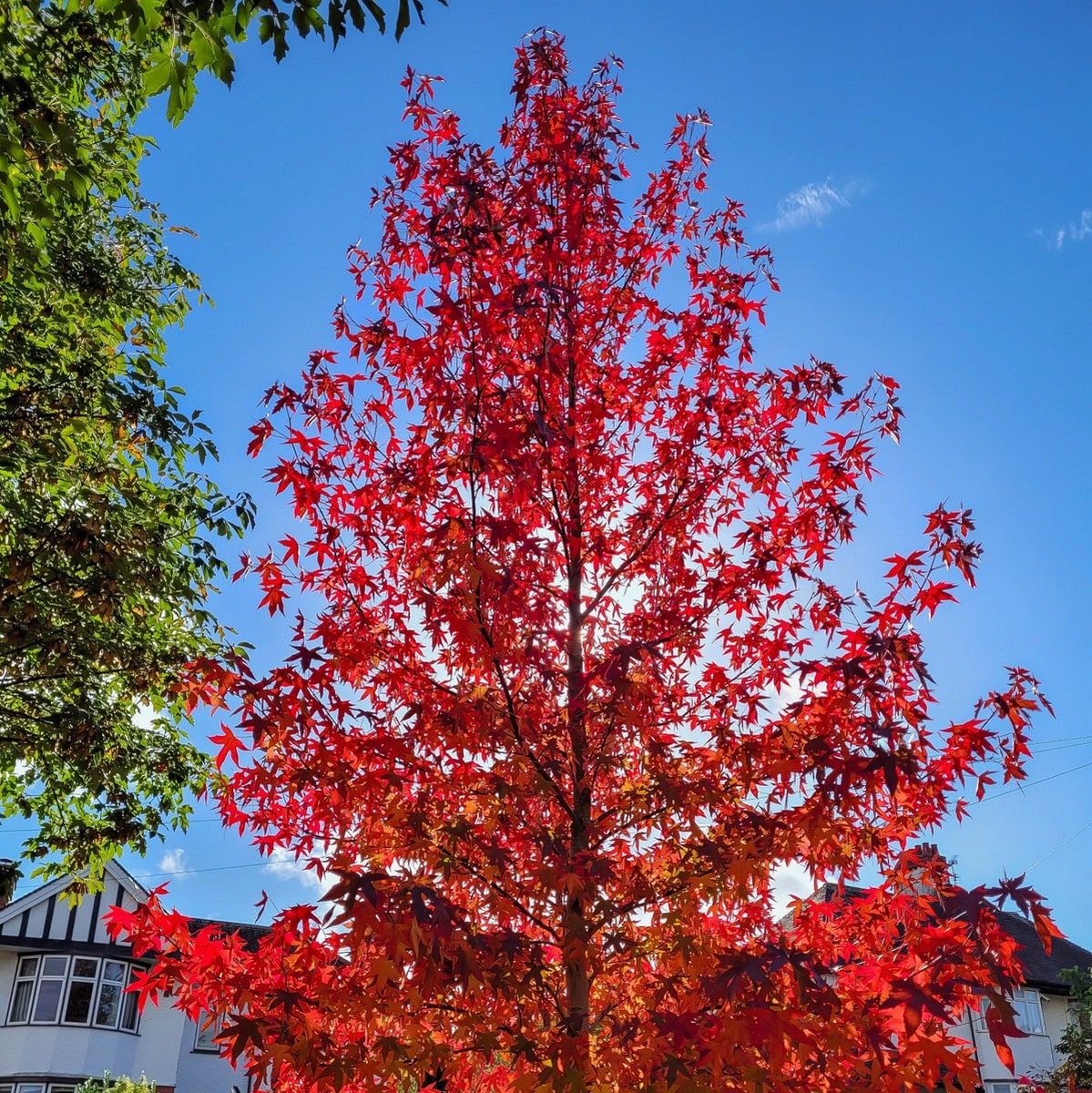 LIQUIDAMBAR WORPLESDON WF 3-min