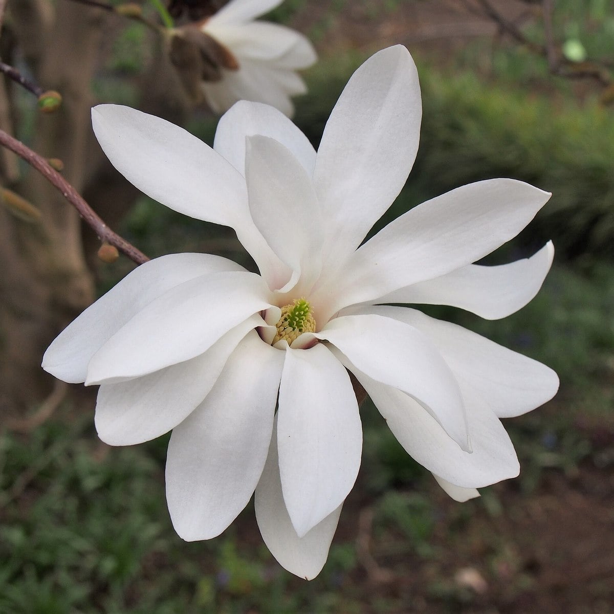 MAGNOLIA STELLATA WF-min