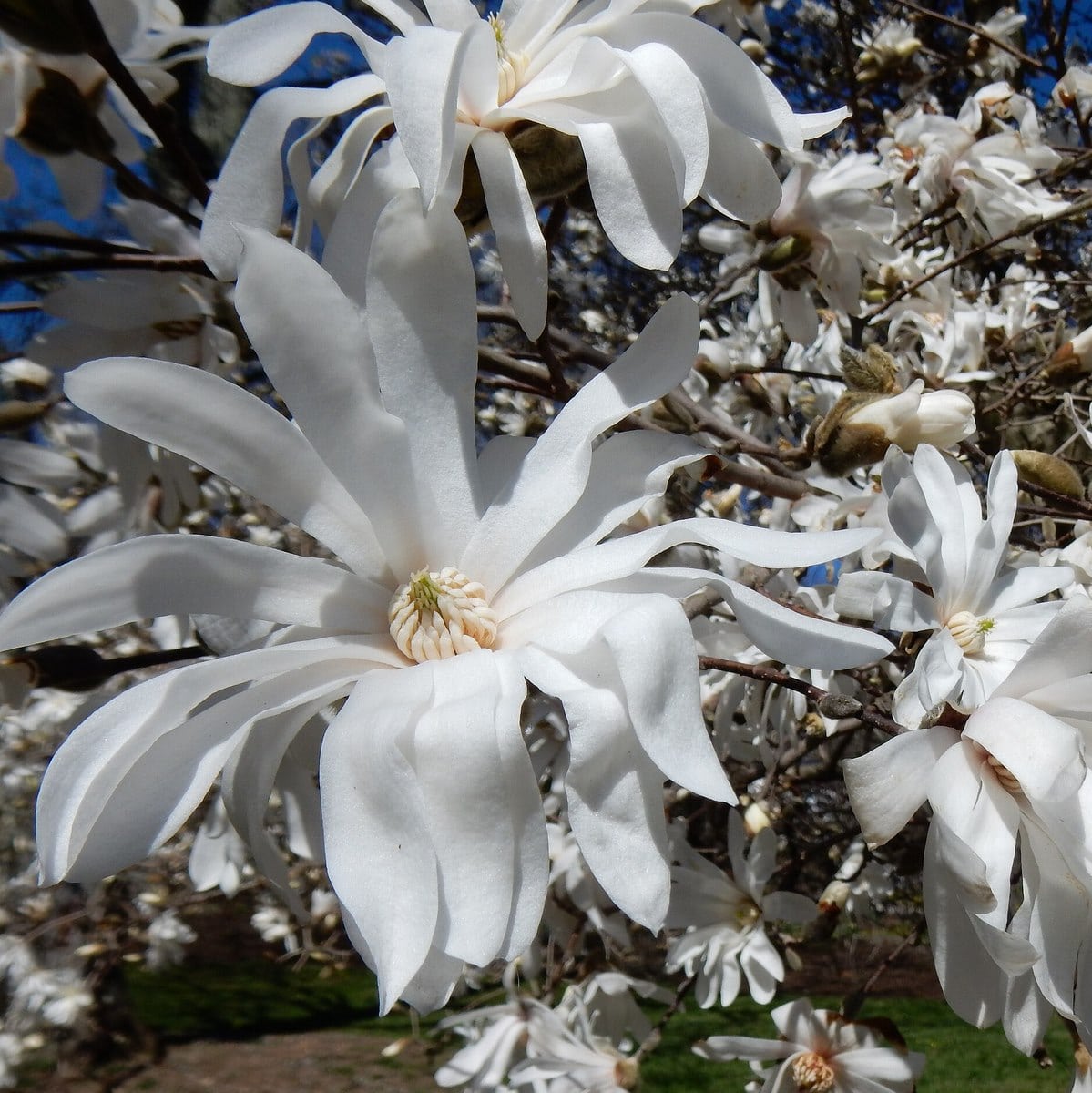 MAGNOLIA STELLATA WF 2-min