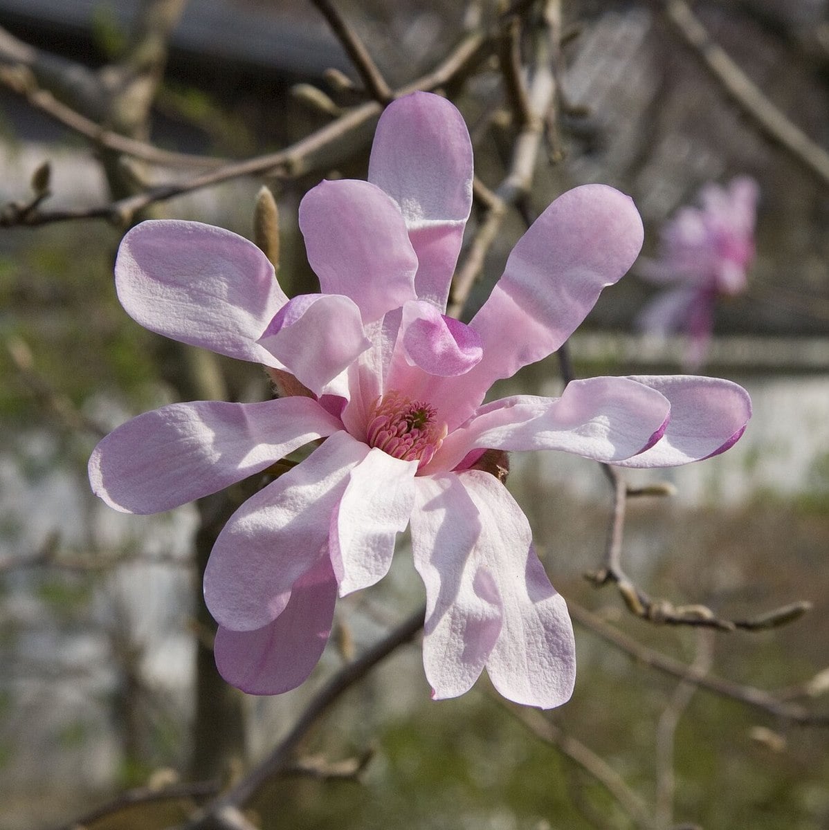 MAGNOLIA LEONARD MESSEL WF-min