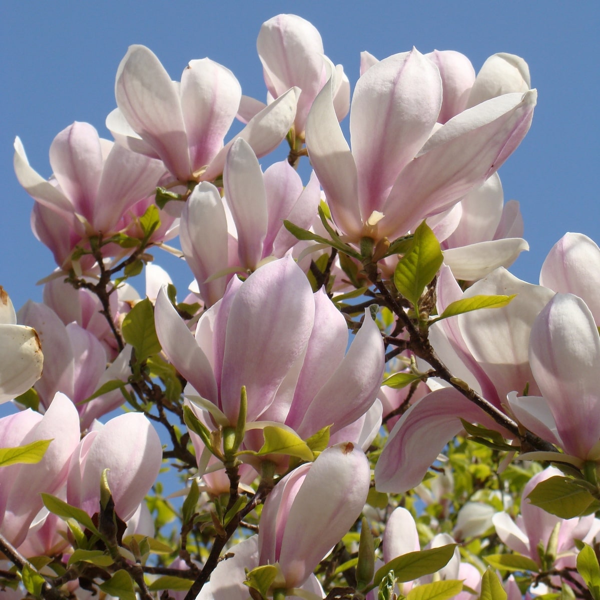 MAGNOLIA SOULANGEANA WF 3-min